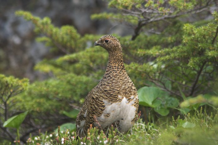 Female Willow Ptarmigan --(Lagopus lagopus) (68033 bytes)