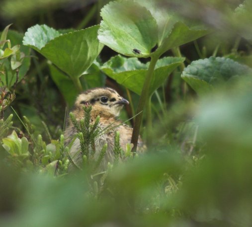 Young Willow Ptarmigan --(Lagopus lagopus) (40033 bytes)