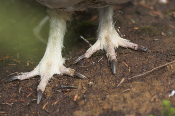 Willow Ptarmigan Feet --(Lagopus lagopus) (61073 bytes)