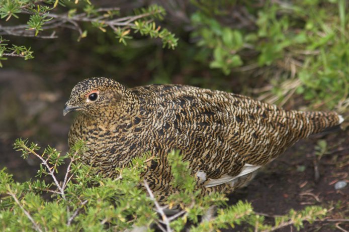 Female Willow Ptarmigan --(Lagopus lagopus) (85980 bytes)