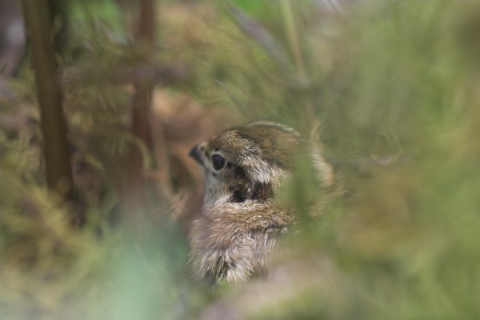 Young Willow Ptarmigan --(Lagopus lagopus) (35543 bytes)