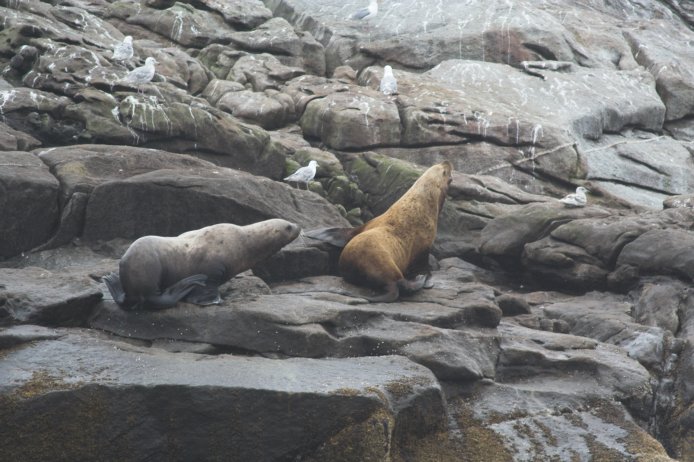 Steller Sea Lions --(Eumetopias jubatus) (82945 bytes)