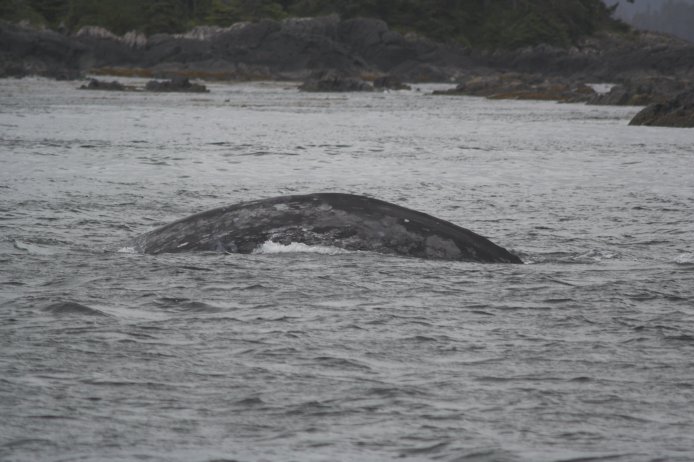 Gray Whale --(Eschrichtius robustus) (65789 bytes)
