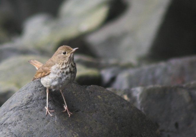 Hermit Thrush --(Catharus guttatus) (40226 bytes)