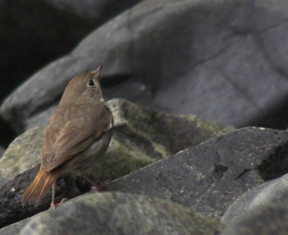 Hermit Thrush --(Catharus guttatus) (41293 bytes)