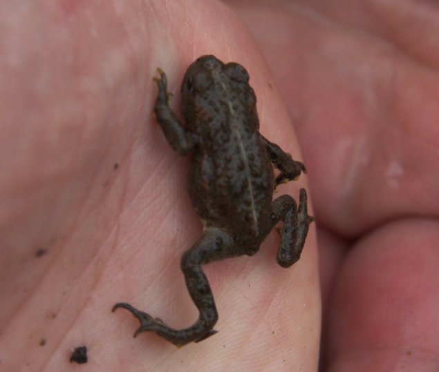 Western Toad --(Bufo boreas) (37817 bytes)