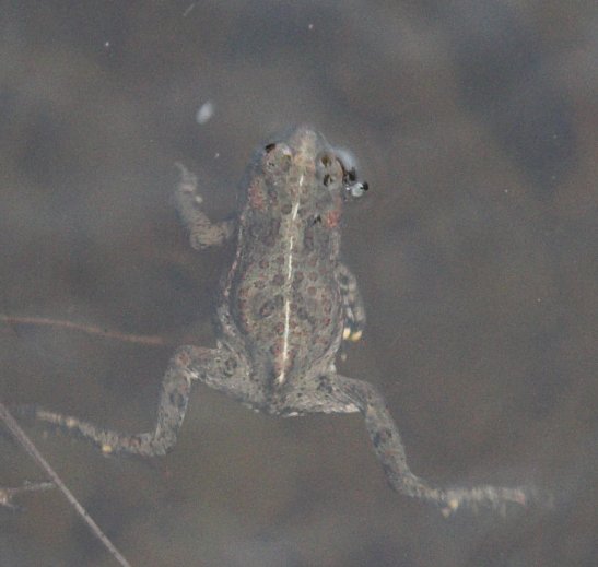 Swimming Toad --(Bufo boreas) (41462 bytes)