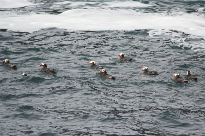 Tufted Puffins --(Fratercula cirrhata) (84693 bytes)