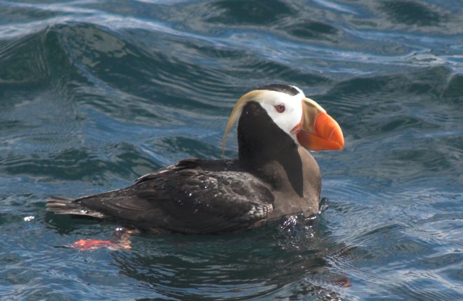 Tufted Puffin --(Fratercula cirrhata) (63183 bytes)