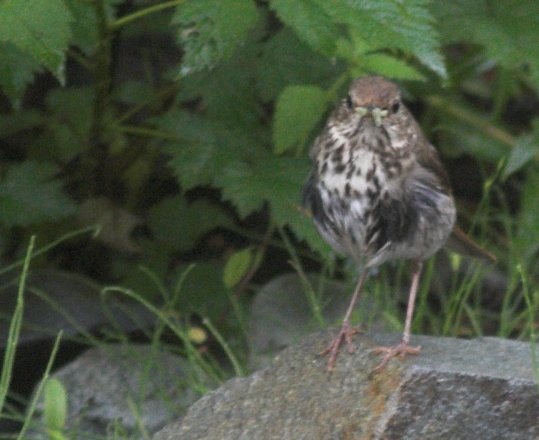 Hermit Thrush --(Catharus guttatus) (45837 bytes)