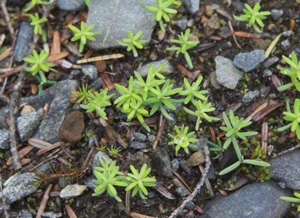 Seedlings (92783 bytes)