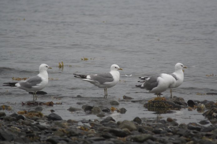 Mew Gulls --(Larus canus) (50663 bytes)