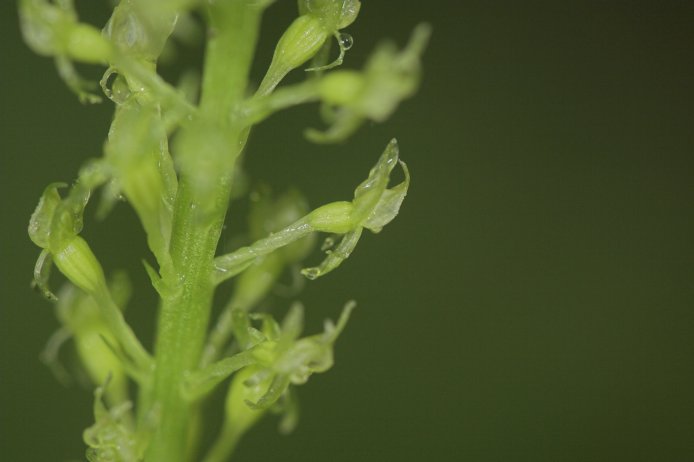 Adder's-mouth Orchid --(Malaxis monophyllos) (31630 bytes)