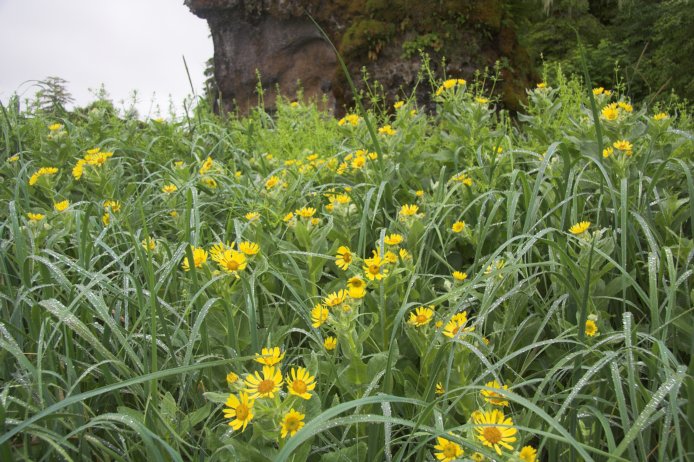 Beach Groundsel --(Senecio psuedoarnica) (112305 bytes)