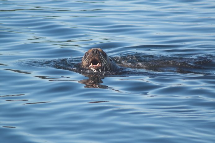 Steller's Sea Lion --(Eumetopias jubatus) (58056 bytes)