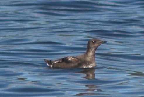 Marbled Murrelet --(Brachyramphus marmoratus) (33993 bytes)