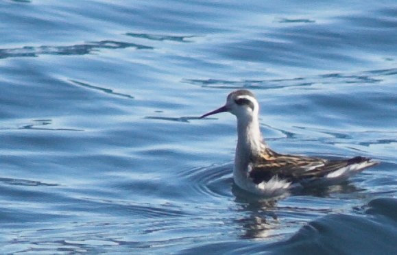 Red-necked Phalarope --(Phalaropus lobatus) (47169 bytes)