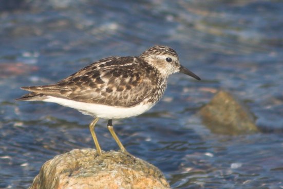 Least Sandpiper --(Calidris minutilla) (39238 bytes)