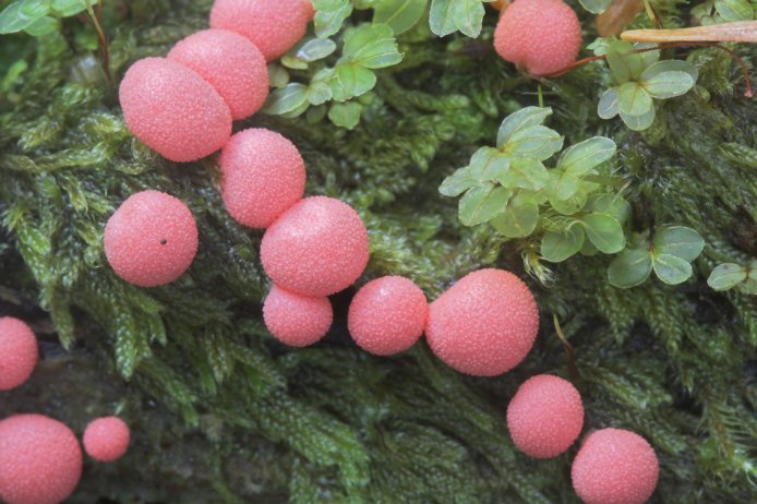 Bubblegum Slime Mold (78157 bytes)