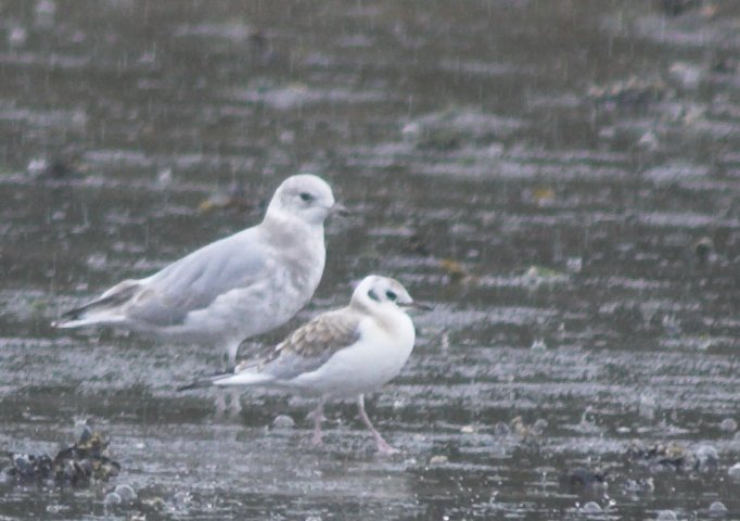 Gulls --(Larus spp.) (61324 bytes)