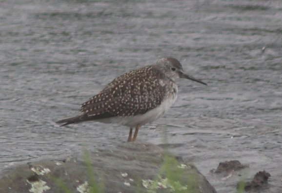 Lesser Yellowlegs --(Tringa flavipes) (43849 bytes)