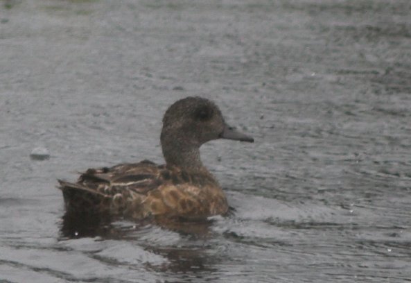 American Wigeon --(Anas americana) (41362 bytes)