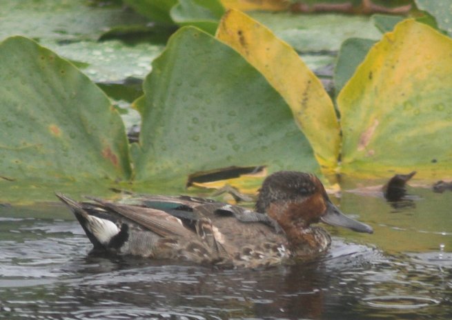 Green-winged Teal --(Anas crecca) (57801 bytes)