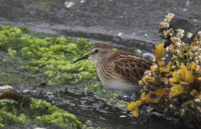 Least Sandpiper --(Calidris minutilla) (67310 bytes)