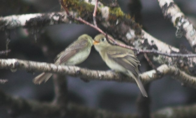 Pacific-slope Flycatchers --(Empidonax difficilis) (38878 bytes)