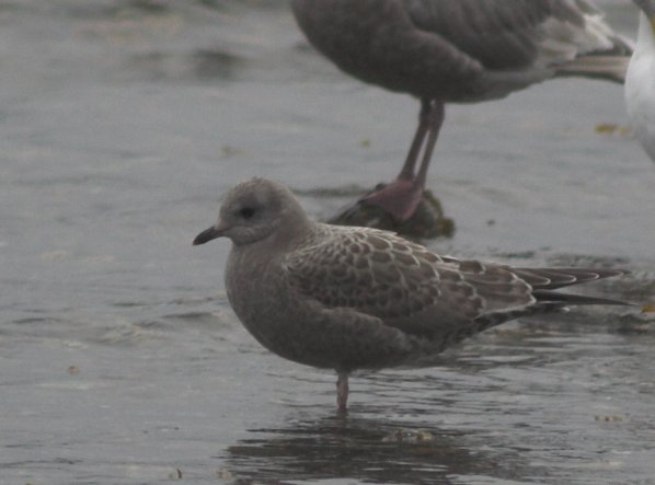 Juvenile Mew Gull --(Larus canus) (37615 bytes)