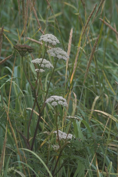 Pacific Hemlock-parsley --(Conioselinum pacificum) (75053 bytes)