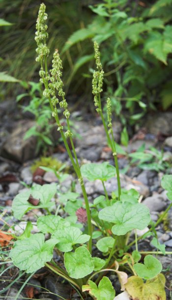 Mountain Sorrel --(Oxyria digyna) (58132 bytes)