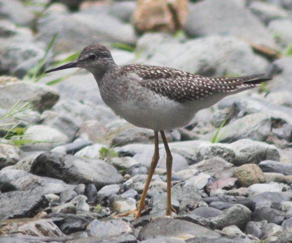 Lesser Yellowlegs --(Tringa flavipes) (63897 bytes)