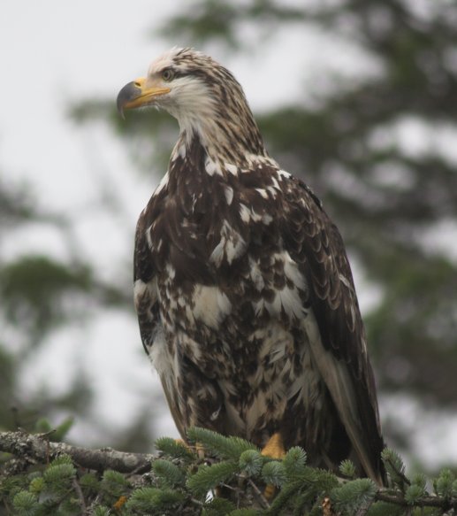 Bald Eagle --(Haliaeetus leucocephalus) (49893 bytes)