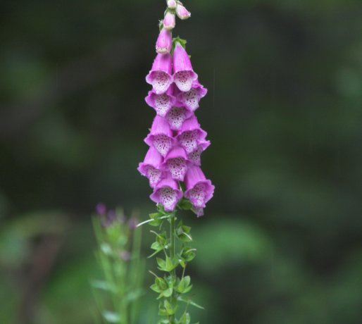 Foxglove --(Digitalis purpurea) (27342 bytes)