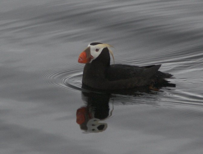 Tufted Puffin --(Fratercula cirrhata) (42190 bytes)