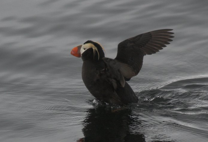 Tufted Puffin --(Fratercula cirrhata) (45488 bytes)