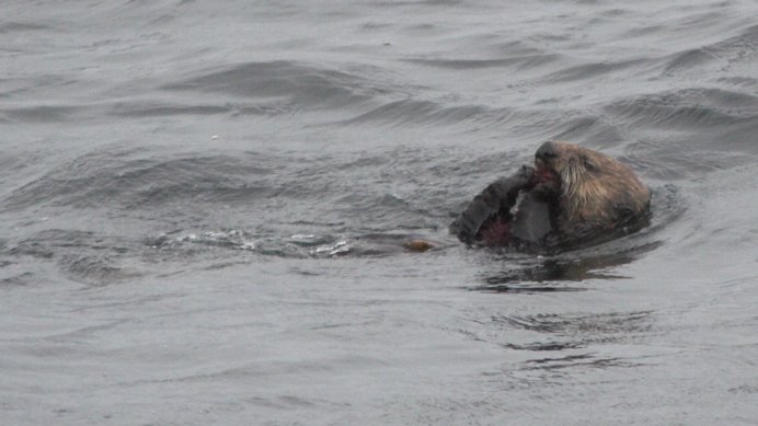 Sea Otter --(Enhydra lutris) (48070 bytes)