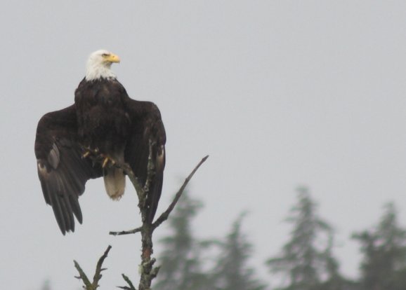 Bald Eagle --(Haliaeetus leucocephalus) (23298 bytes)