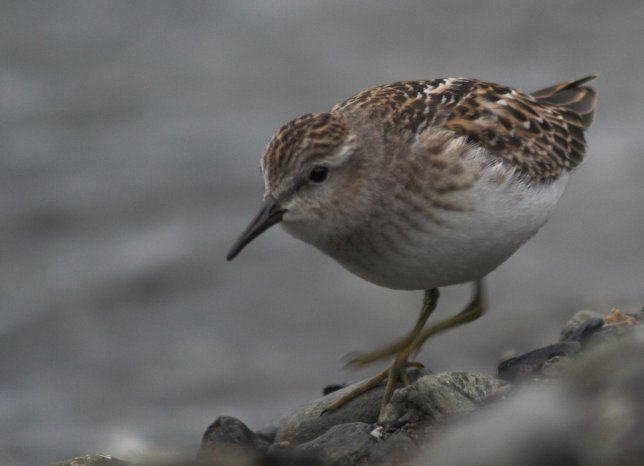 Least Sandpiper --(Calidris minutilla) (34977 bytes)