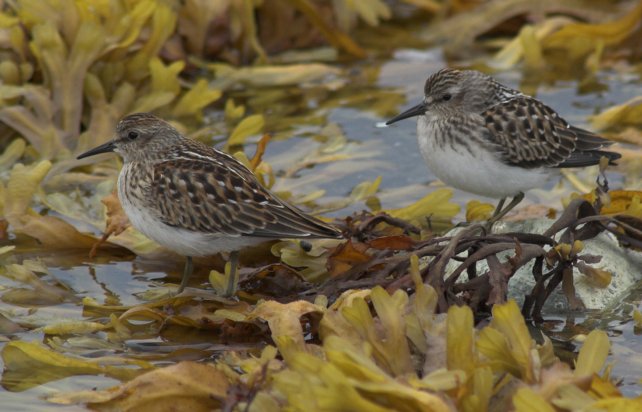 Least Sandpipers --(Calidris minutilla) (61555 bytes)