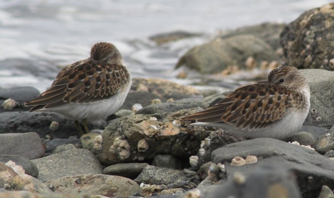 Least Sandpipers --(Calidris minutilla) (55972 bytes)