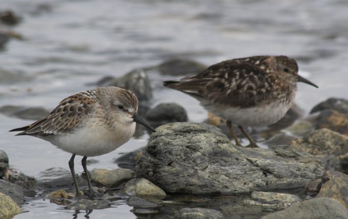 Calidris Sandpipers --(Calidris spp.) (55750 bytes)