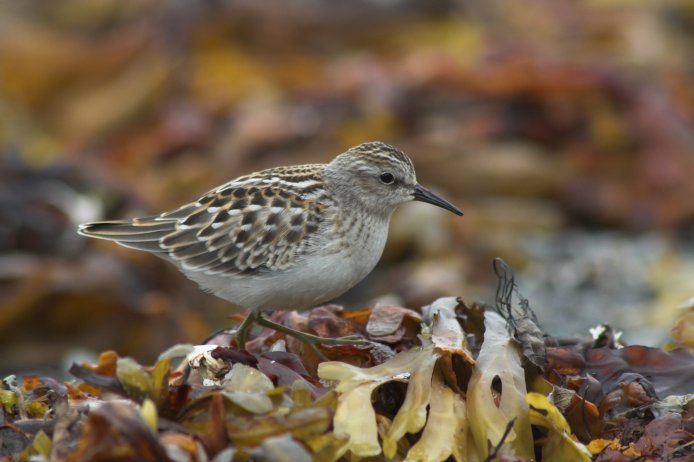 Least Sandpiper --(Calidris minutilla) (54759 bytes)