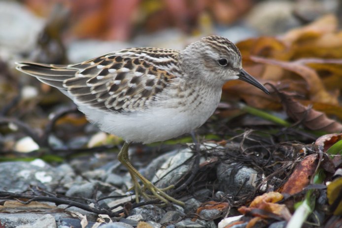 Least Sandpiper --(Calidris minutilla) (69559 bytes)