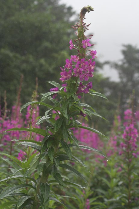 Fireweed --(Epilobium angustifolium) (58245 bytes)