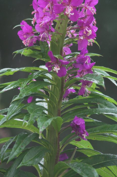 Fireweed --(Epilobium angustifolium) (72890 bytes)