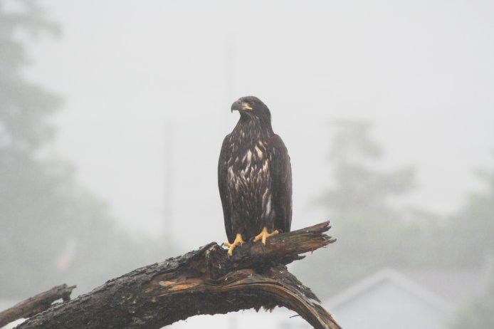 Juvenile Bald Eagle --(Haliaeetus leucocephalus) (29454 bytes)