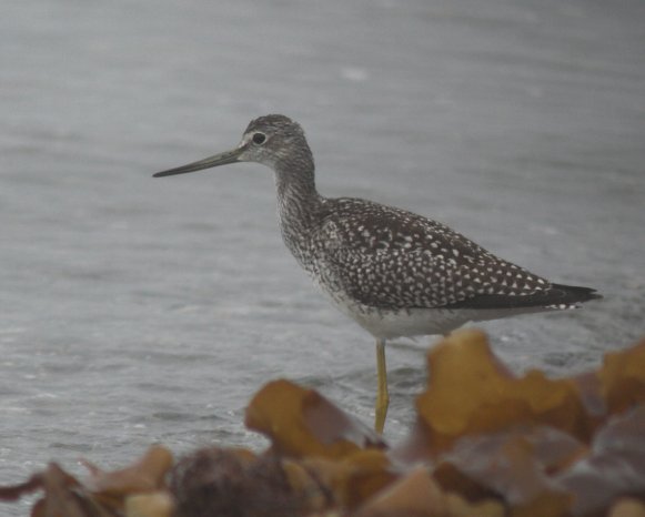 Greater Yellowlegs --(Tringa melanoleuca) (33442 bytes)