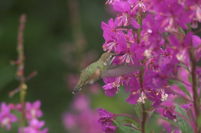 Humming Bird at Fireweed (51754 bytes)